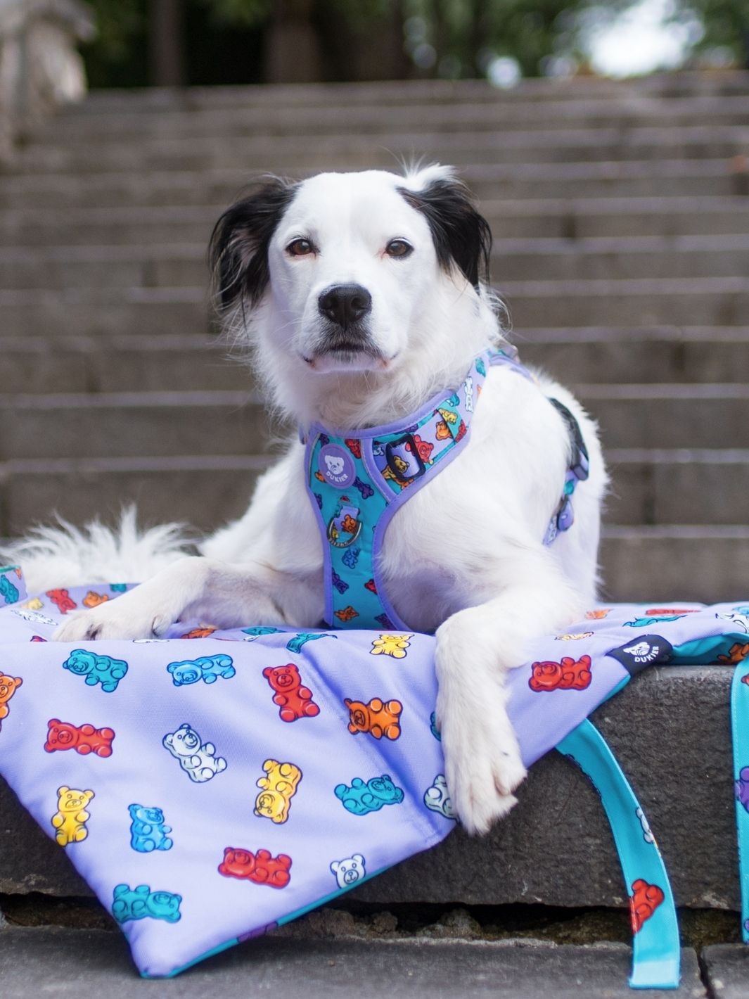 TRAIL DOG HARNESS GUMMY BEARS