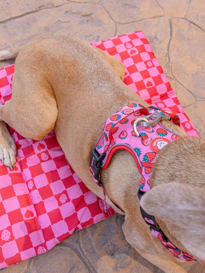 TRAIL DOG HARNESS BERRY LOVE