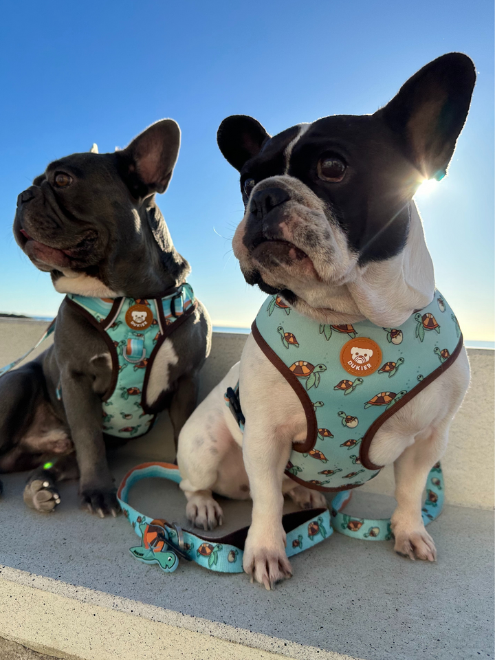 TURTLE REVERSIBLE DOG HARNESS