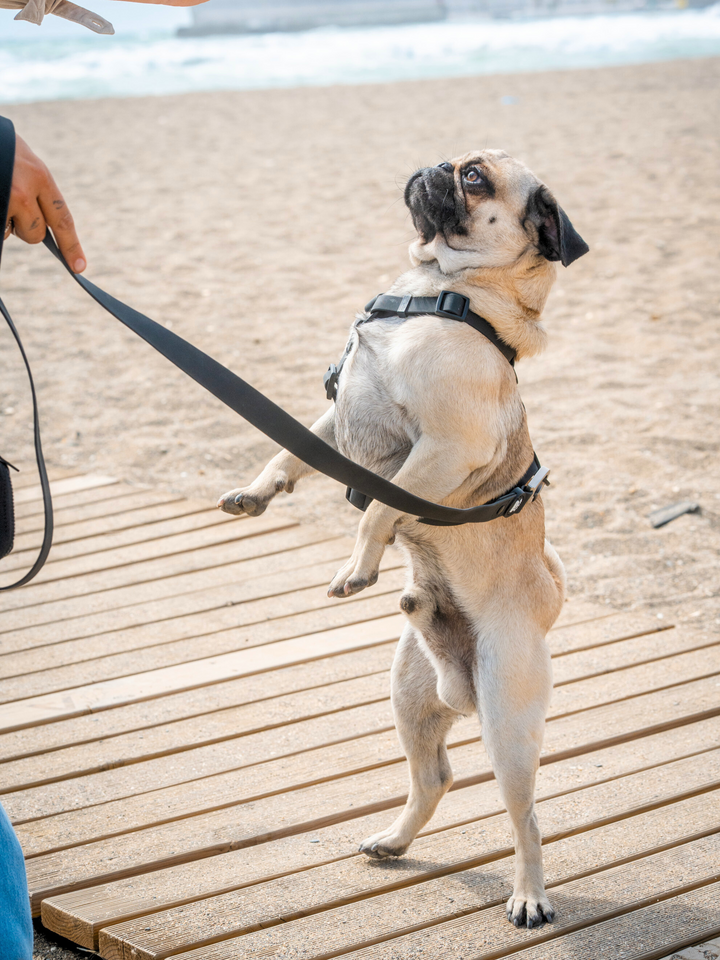 CORREA WATERPROOF PARA PERRO BLACK