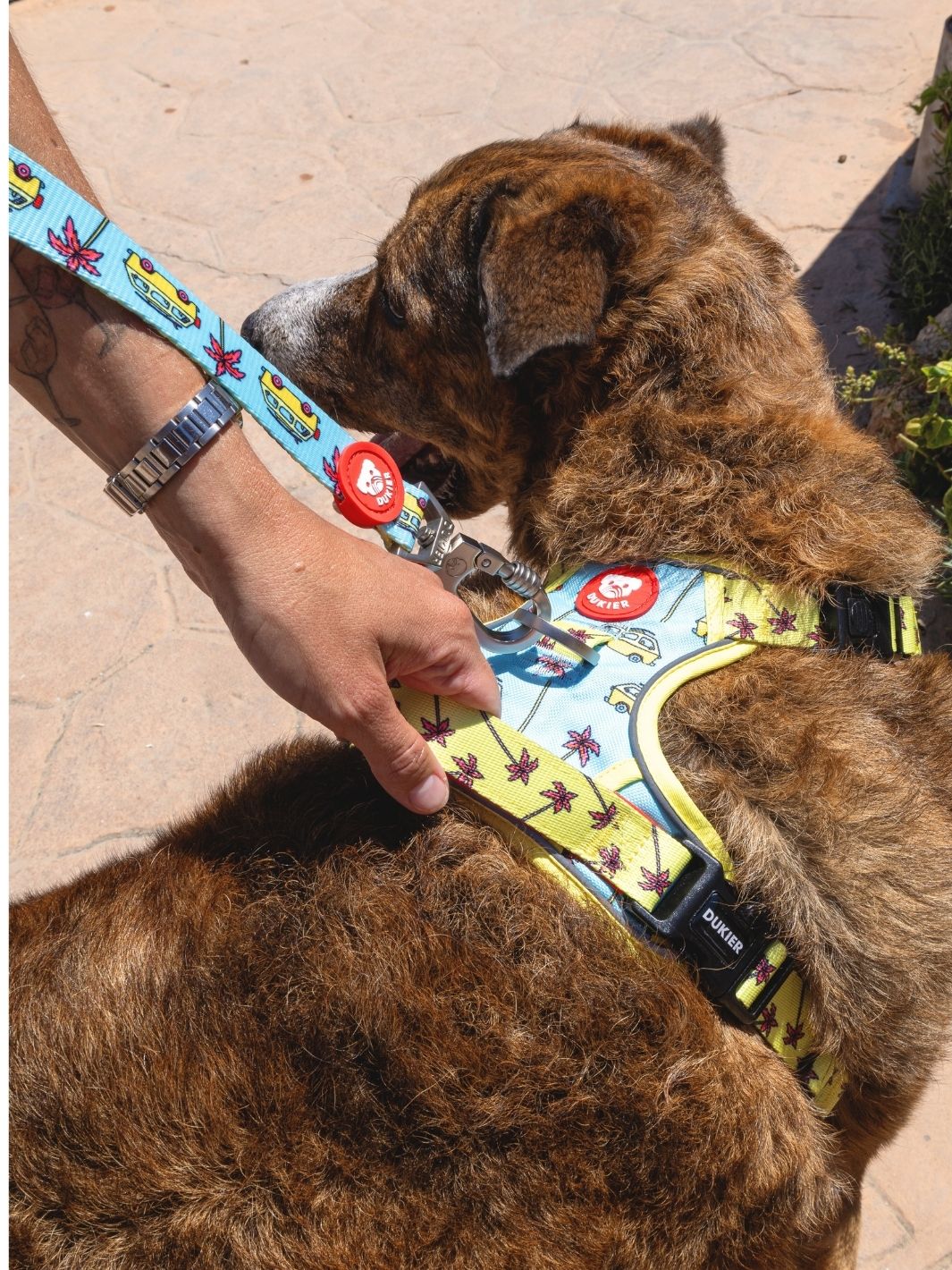 ARNÊS TRAIL PARA CÃES CALIFORNIA