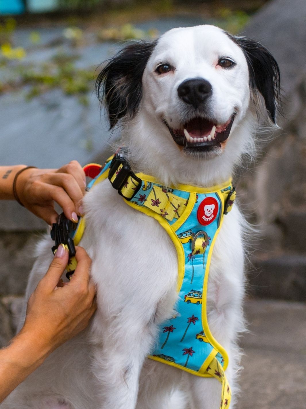 ARNÊS TRAIL PARA CÃES CALIFORNIA