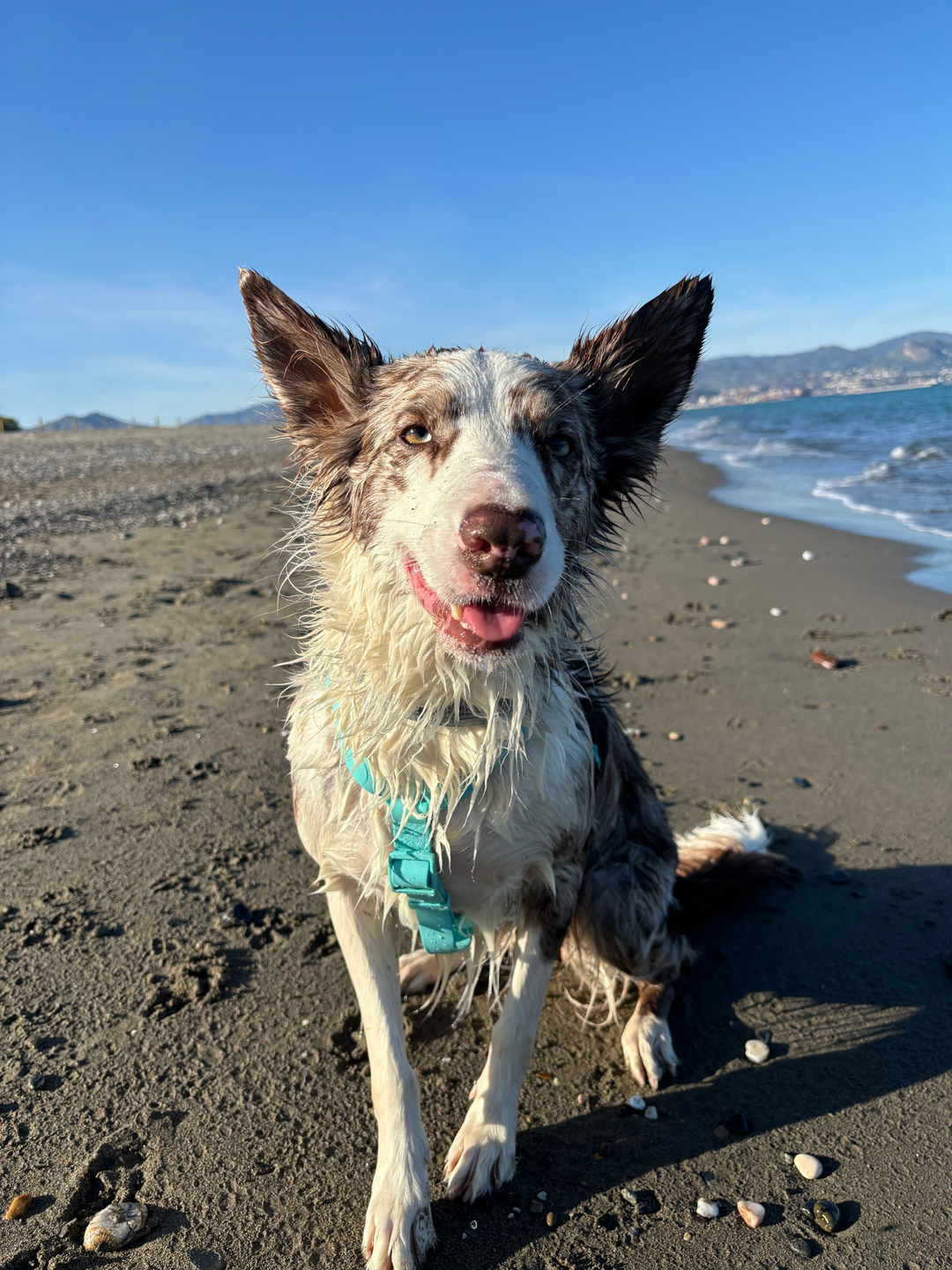 MINT WATERPROOF DOG HARNESS