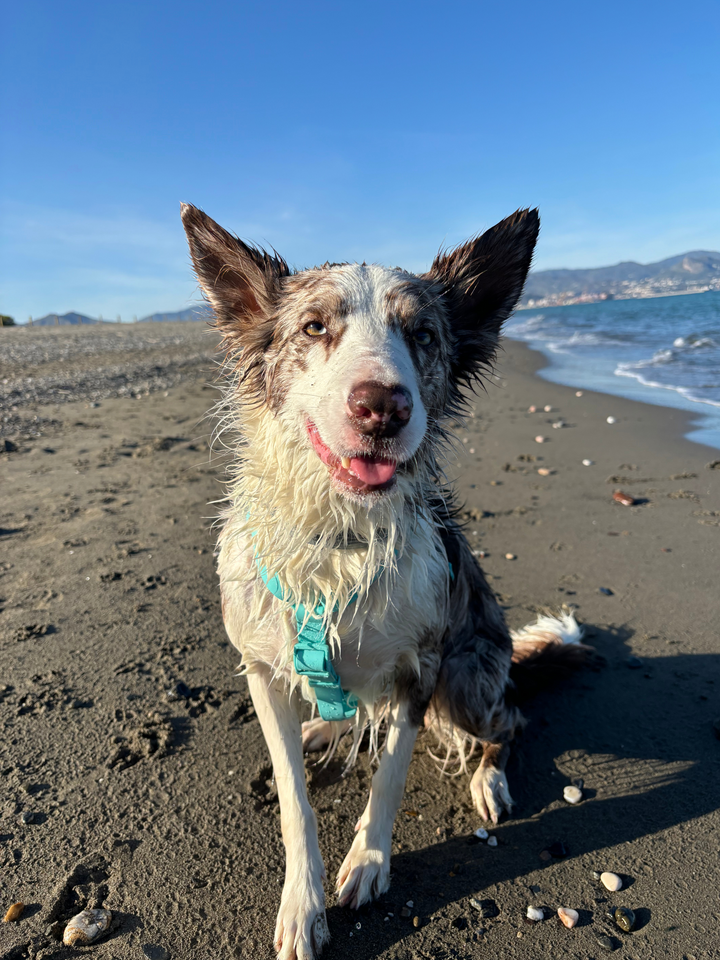 ARNES WATERPROOF PARA PERRO MINT