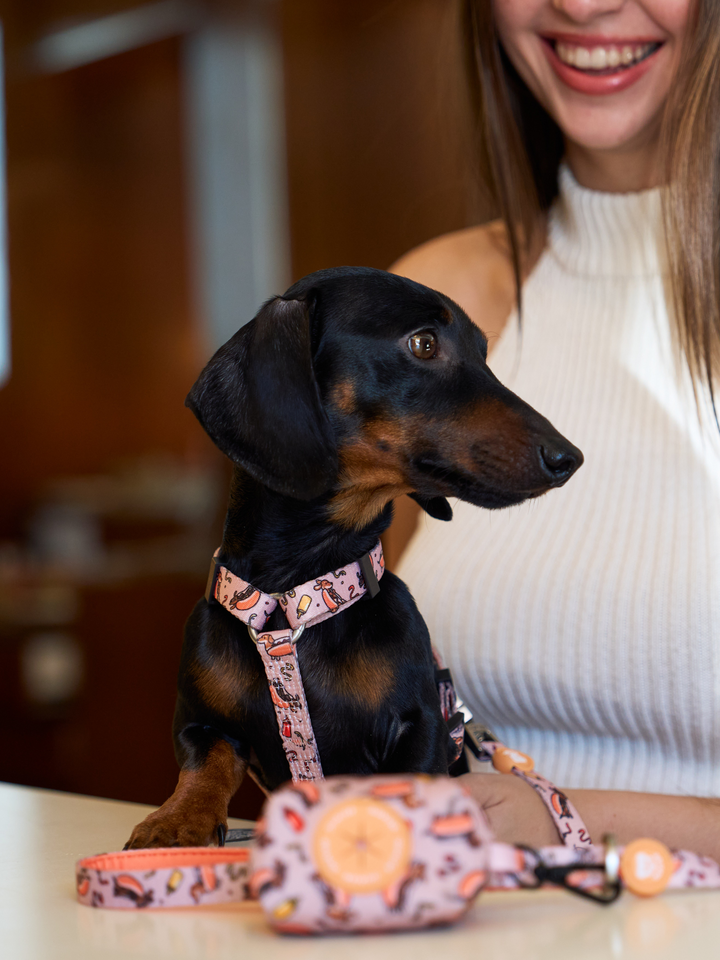LITTLE BUGS CLASSIC DOG HARNESS