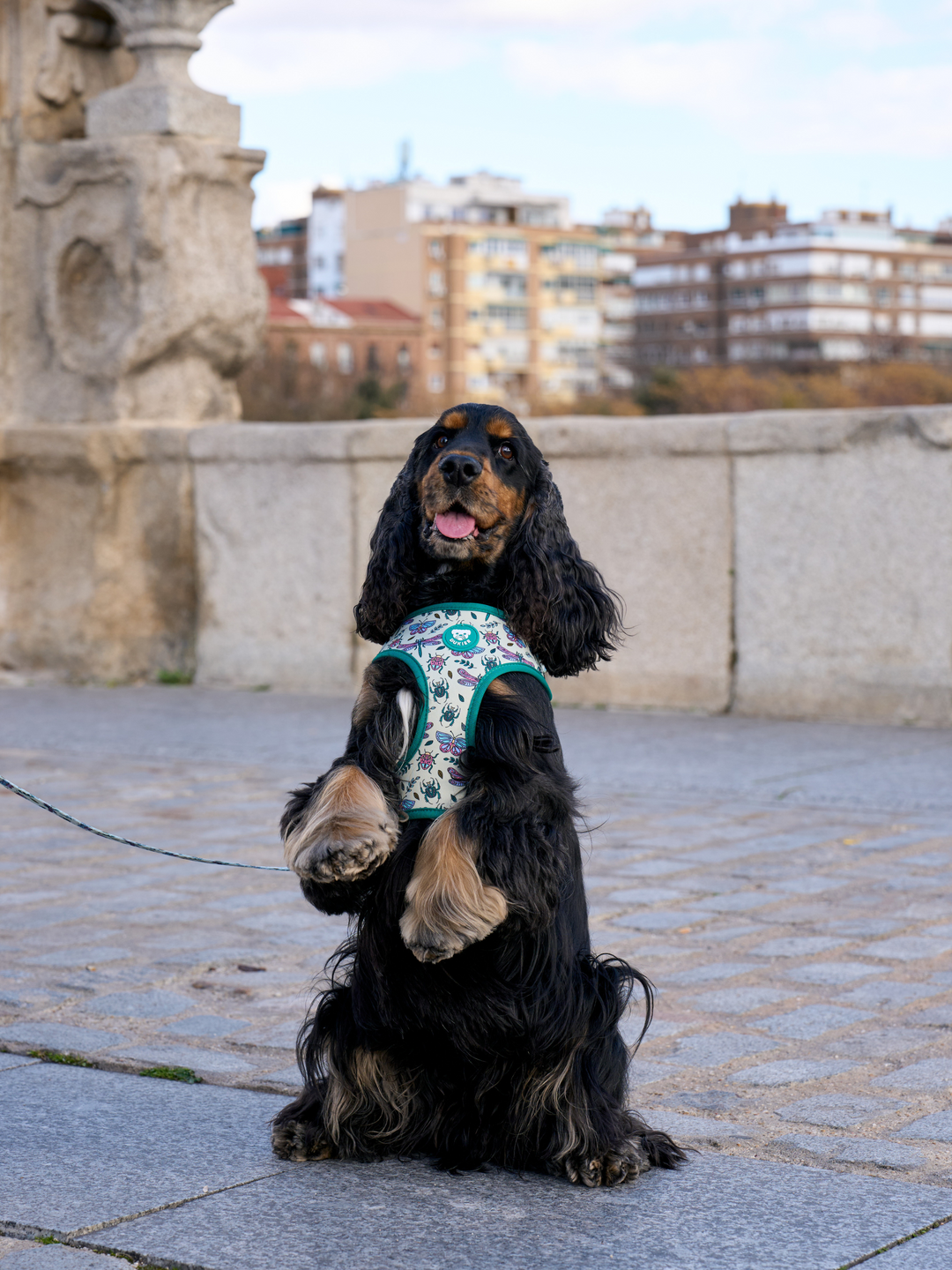 PETTORINA REGOLABILE PER CANE LITTLE BUGS