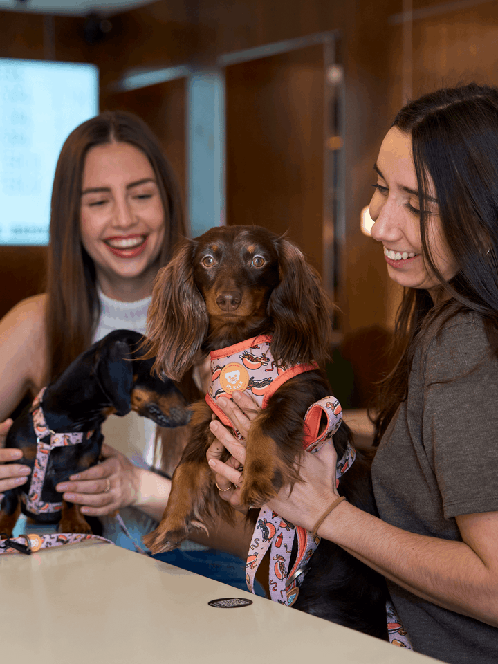 ARNES AJUSTABLE PARA PERRO HOT DOGS