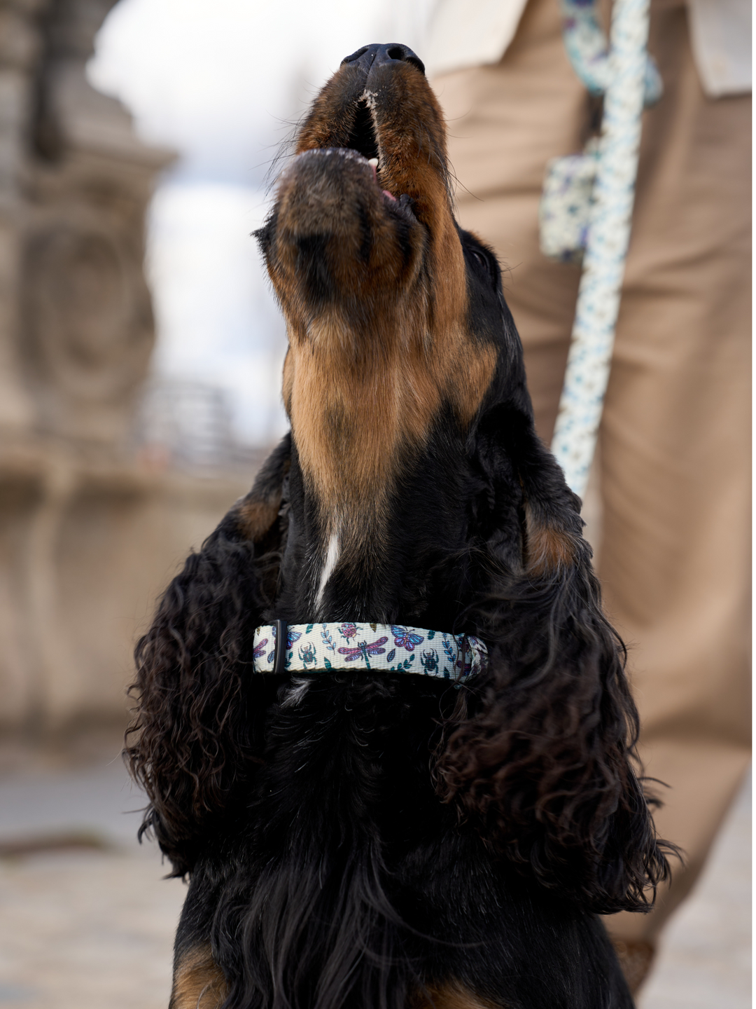 COLLAR PARA PERRO LITTLE BUGS