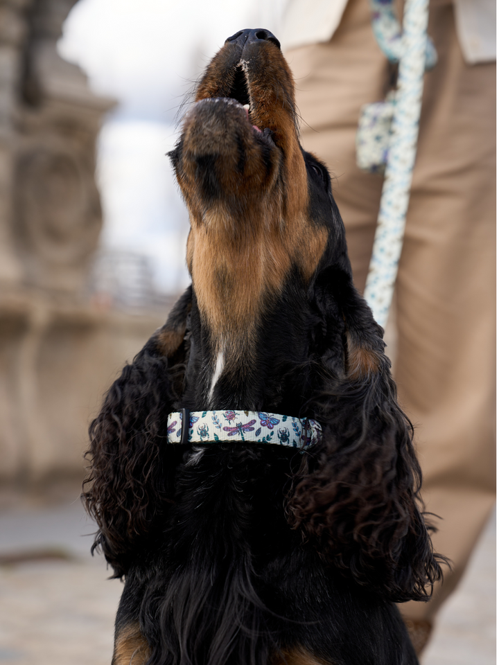 COLLAR PARA PERRO LITTLE BUGS