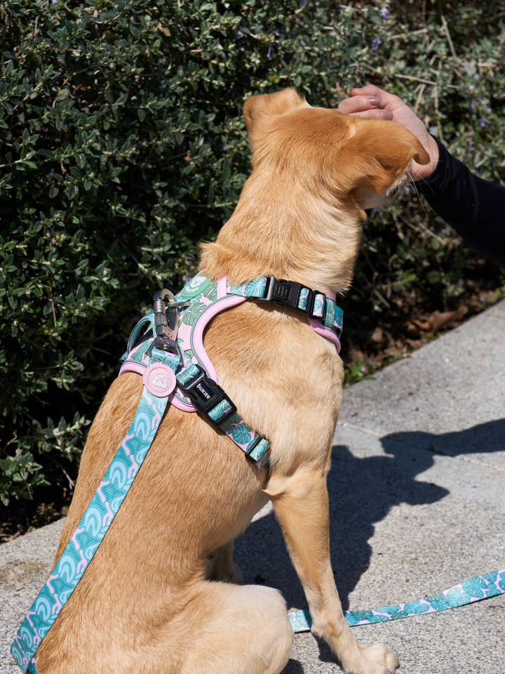 TRAIL DOG HARNESS MONSTERA