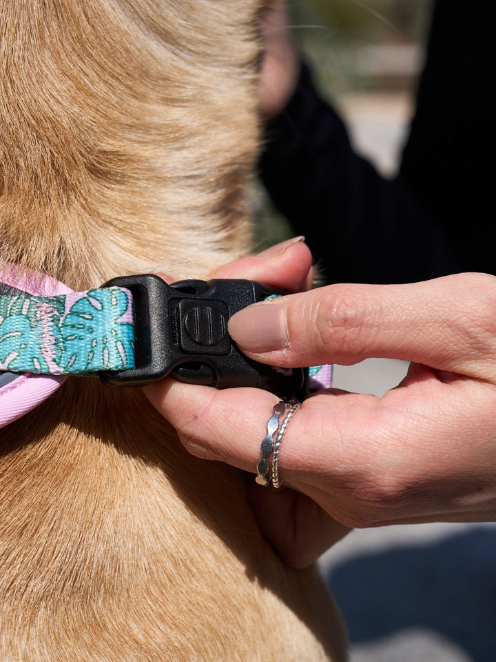 TRAIL DOG HARNESS MONSTERA