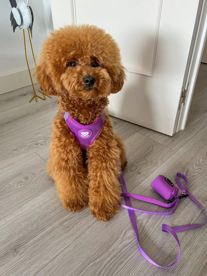 ARNÉS BODY PURPLE