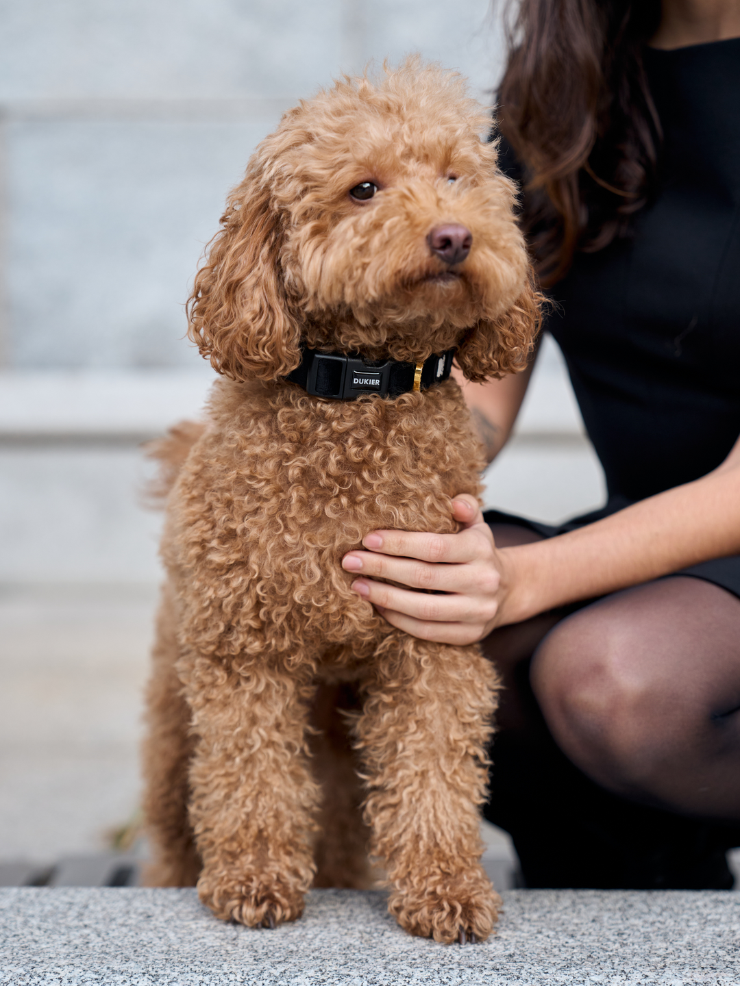 COLLAR PARA PERRO VELVET BLACK