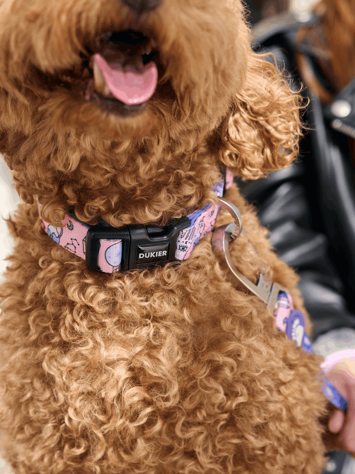 COLLAR PARA PERRO MYSTIC
