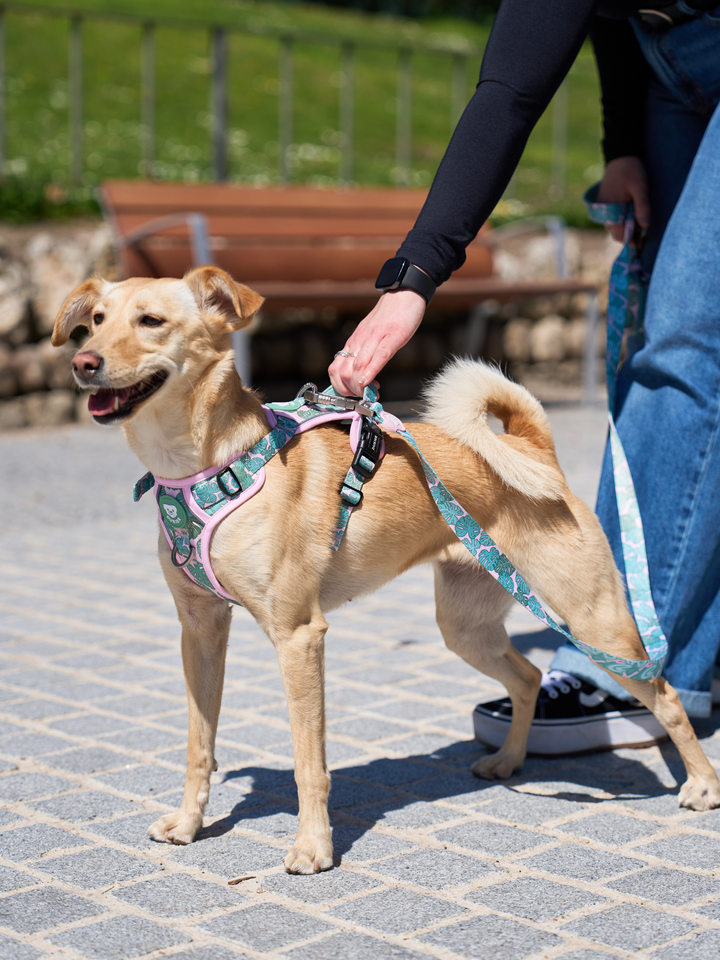 TRAIL DOG HARNESS MONSTERA