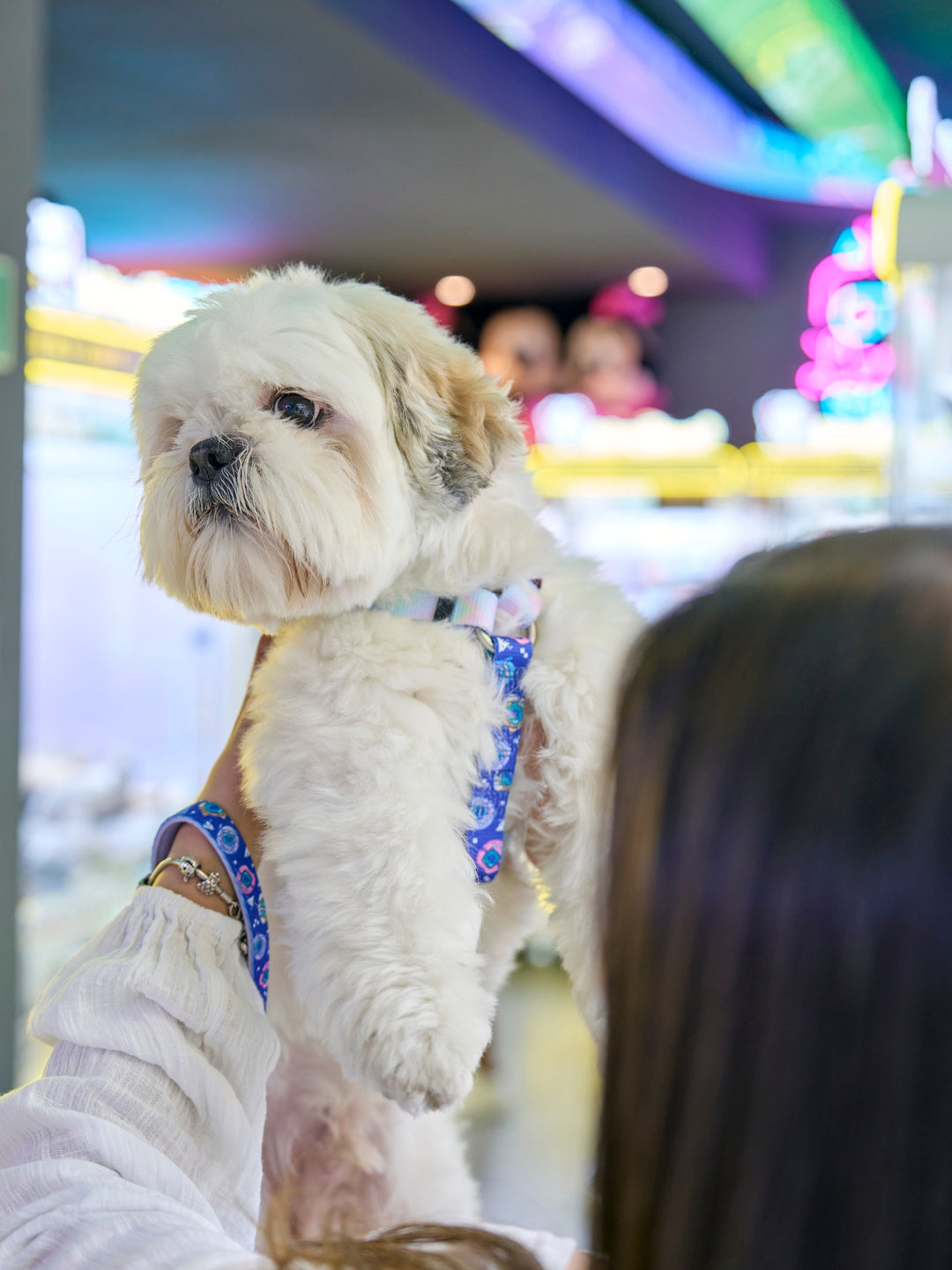 ARNÉS CLÁSICO PARA PERRO DUKIGOTCHIS