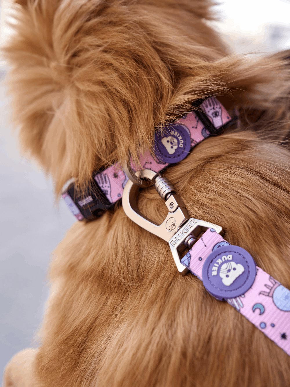 COLLAR PARA PERRO MYSTIC