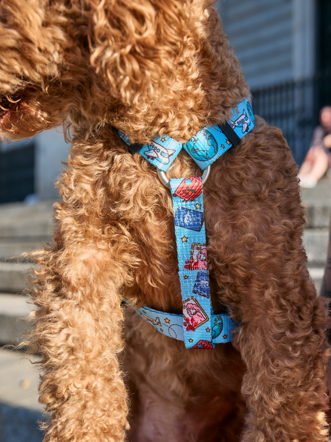 ARNÊS CLÁSSICO PARA CÃES DUKITRIP