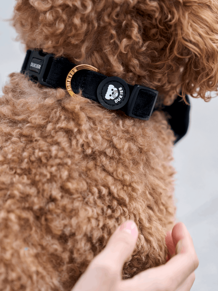 COLLAR PARA PERRO VELVET BLACK