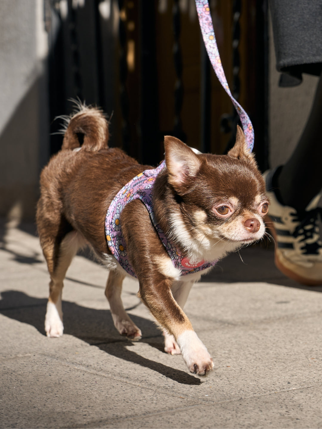 PETTORINA PER CANE BODY FLOWER POWER