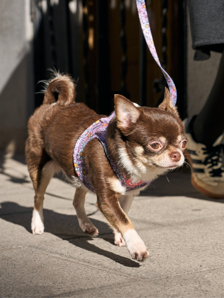 PETTORINA PER CANE BODY FLOWER POWER