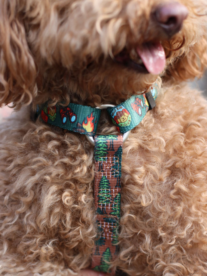 HARNAIS CLASSIQUE SCOUTS POUR CHIEN