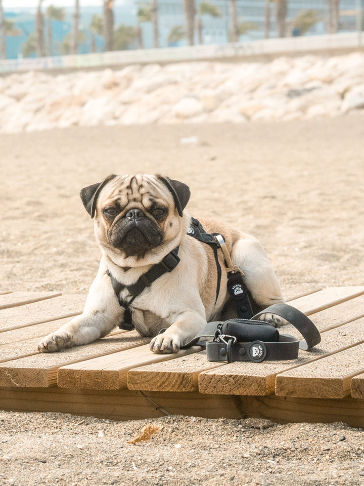 CORREA WATERPROOF PARA PERRO BLACK