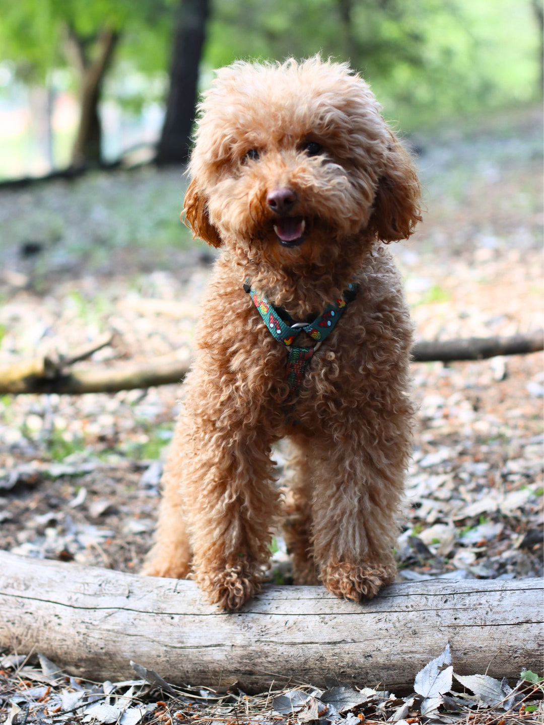 HARNAIS CLASSIQUE SCOUTS POUR CHIEN