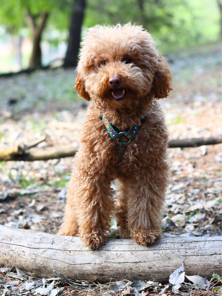 HARNAIS CLASSIQUE SCOUTS POUR CHIEN