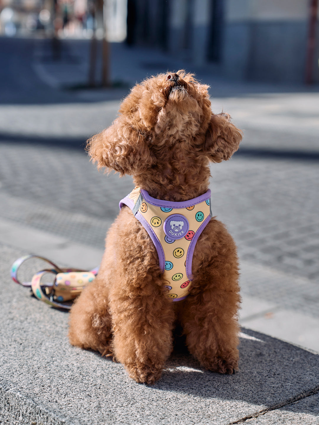 DOG BODY HARNESS SMILEY