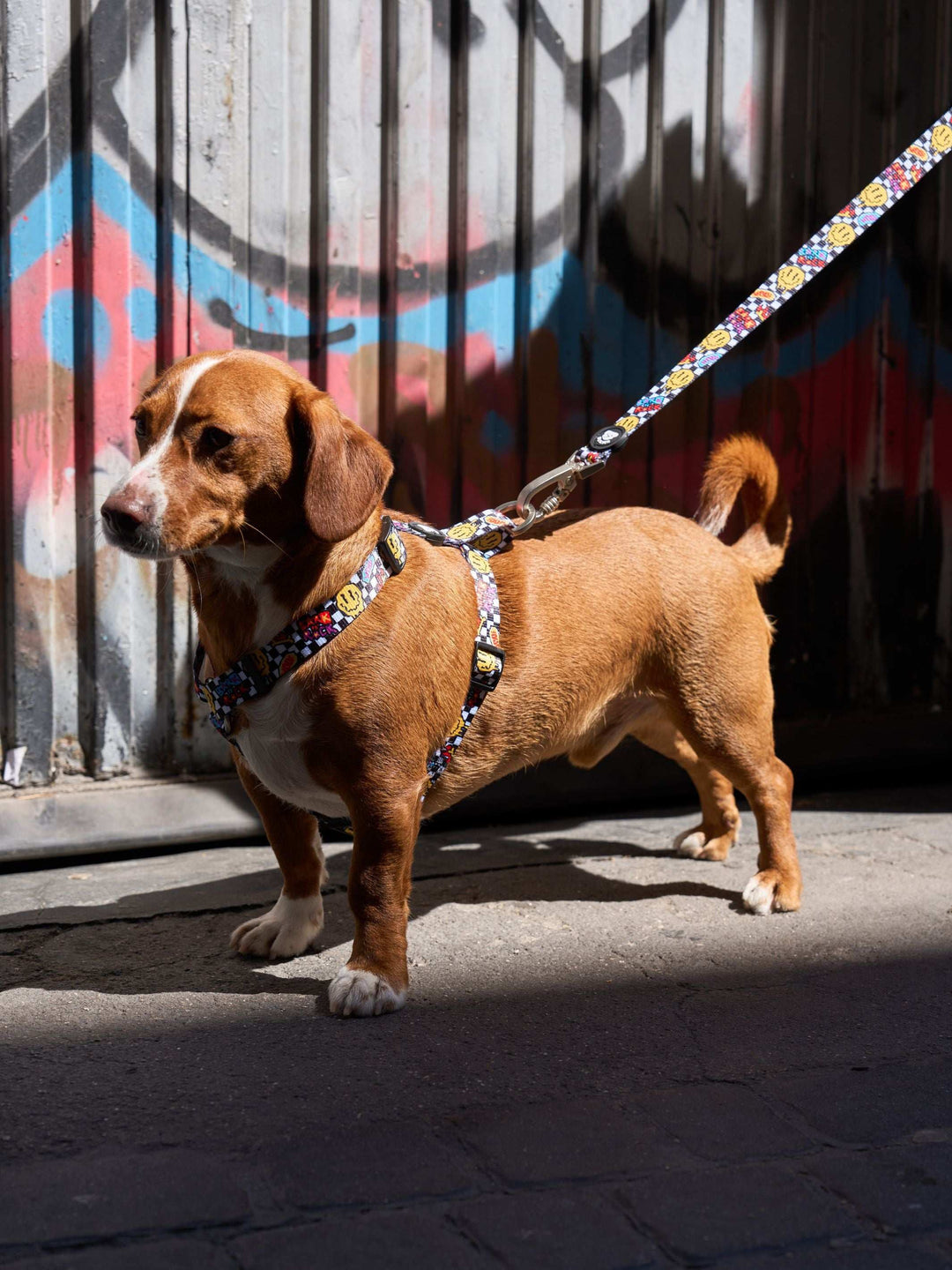 ARNÉS CLÁSICO PARA PERRO GRUNGE