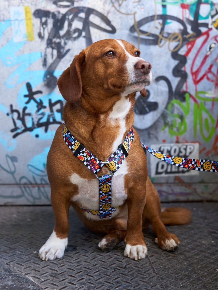 ARNÉS CLÁSICO PARA PERRO GRUNGE