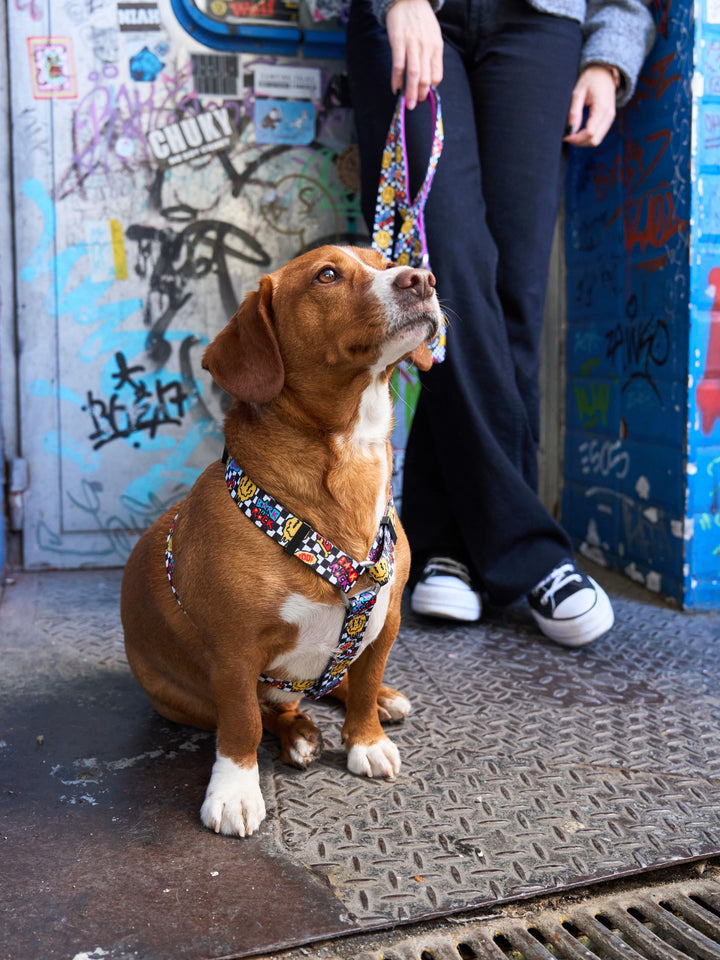 ARNÉS CLÁSICO PARA PERRO GRUNGE