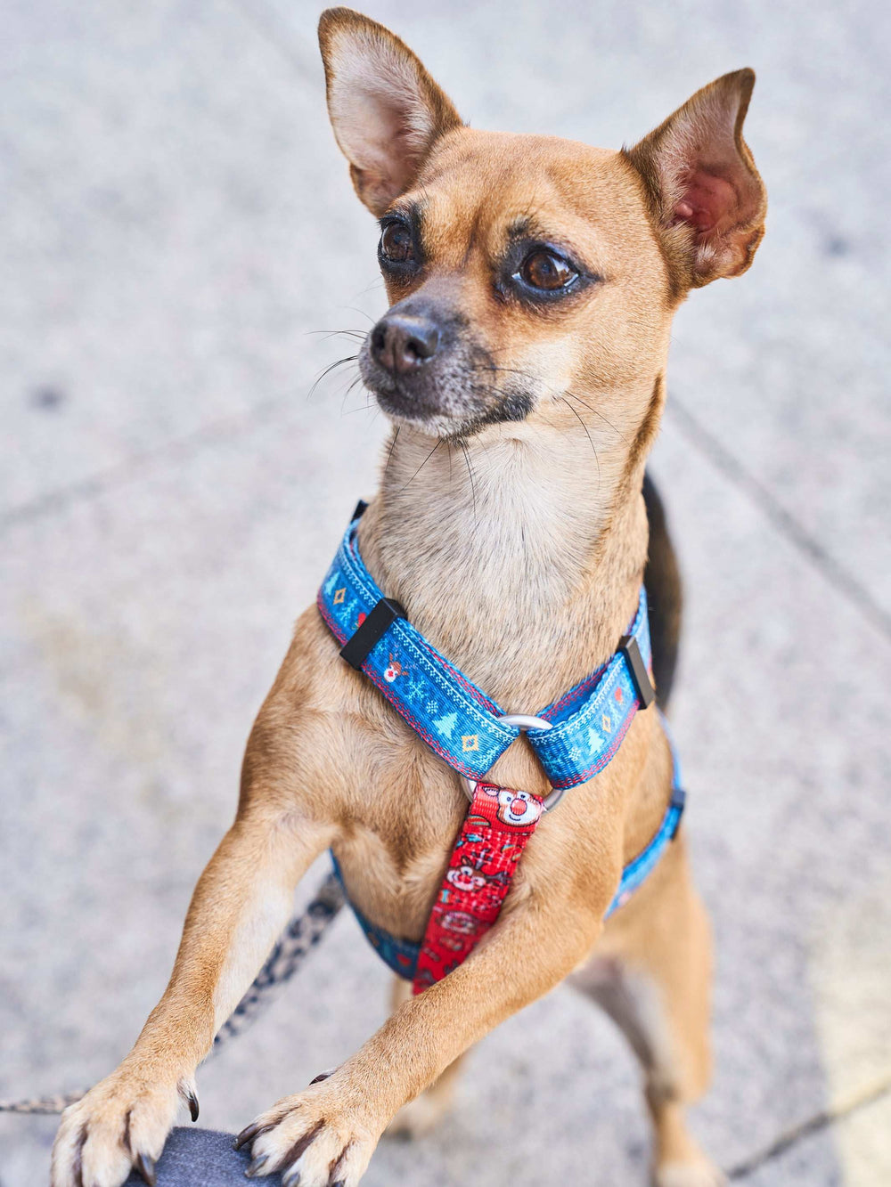 ARNÉS CLÁSICO PARA PERRO XMAS JUMPER