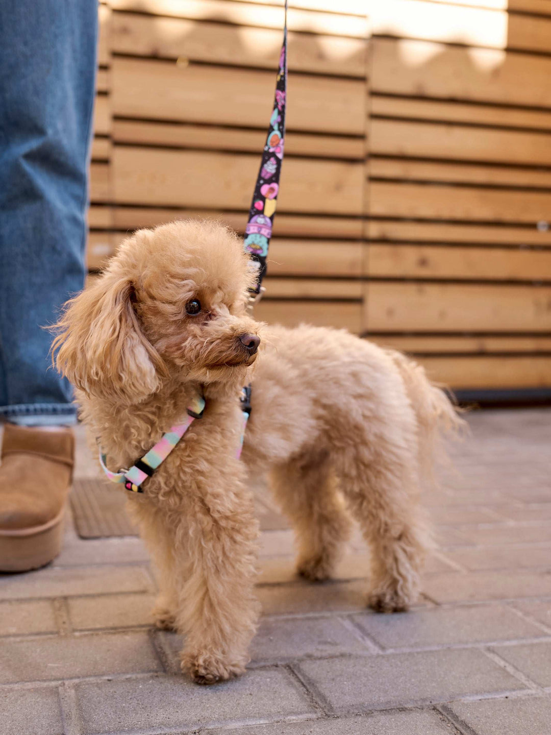 ARNÉS CLÁSICO PARA PERRO PINK GALAXY