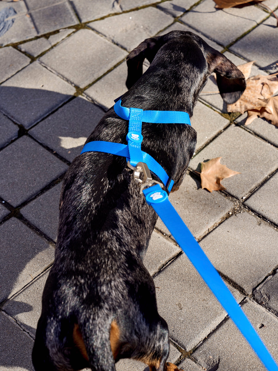 BLUE CLASSIC DOG HARNESS