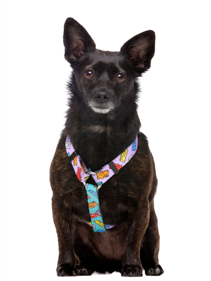 GUMMY BEARS CLASSIC DOG HARNESS