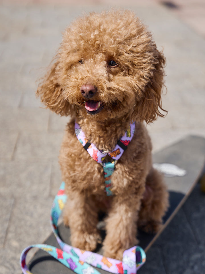 GUMMY BEARS CLASSIC DOG HARNESS