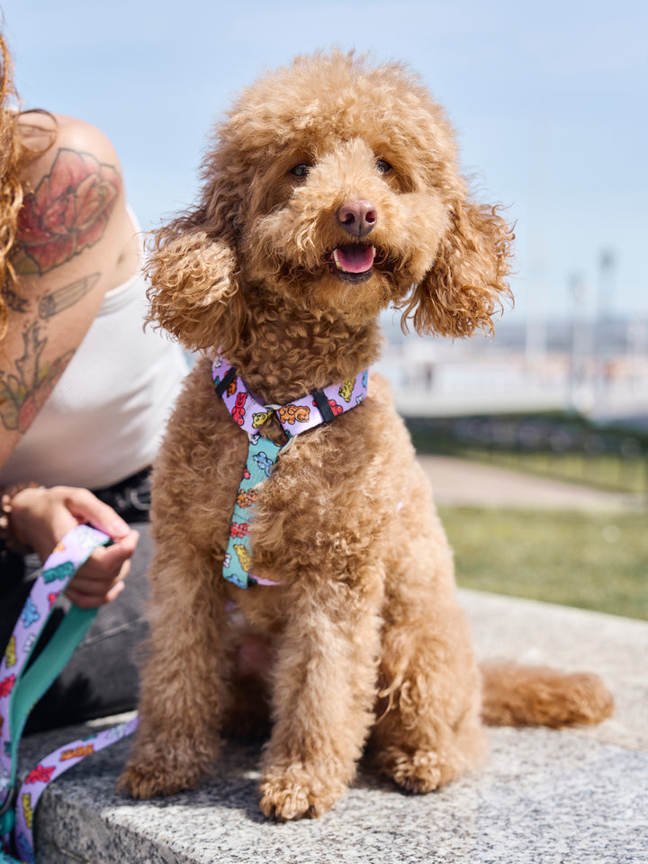 ARNÉS CLÁSICO PARA PERRO GUMMY BEARS