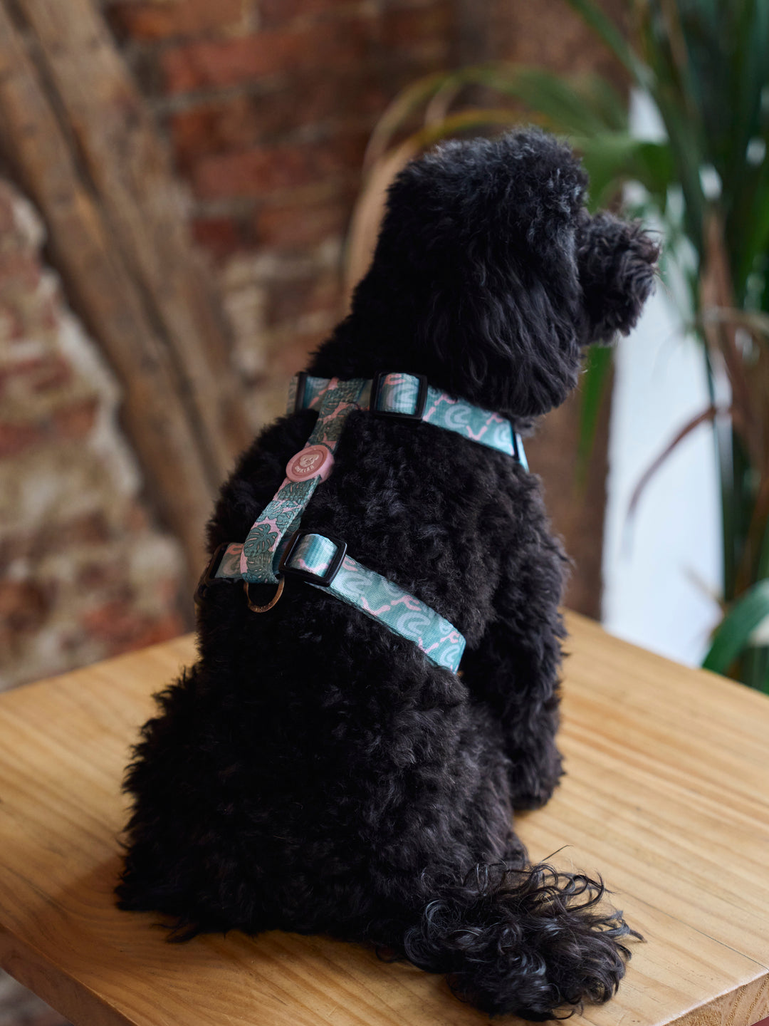 MONSTERA CLASSIC DOG HARNESS