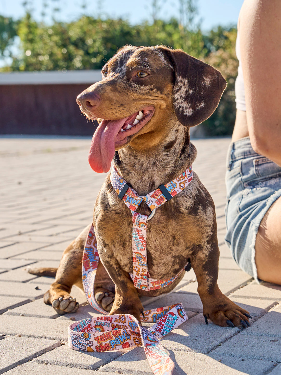 ARNÉS CLÁSICO PARA PERRO STICKERS