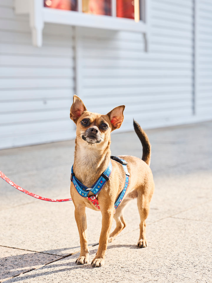 KLASSISCHES HUNDEGESCHIRR XMAS JUMPER
