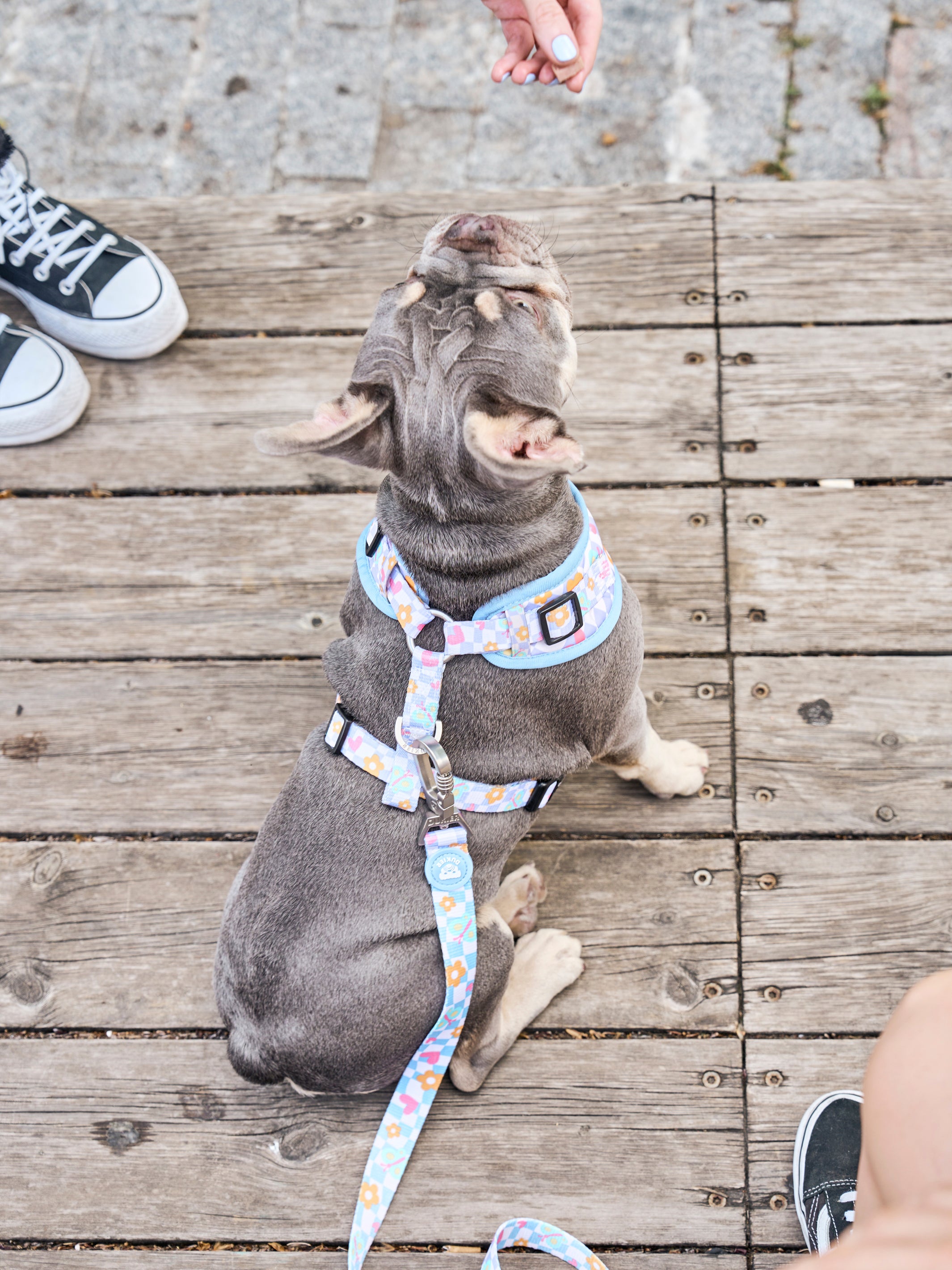 CHESS BOARD ADJUSTABLE DOG HARNESS