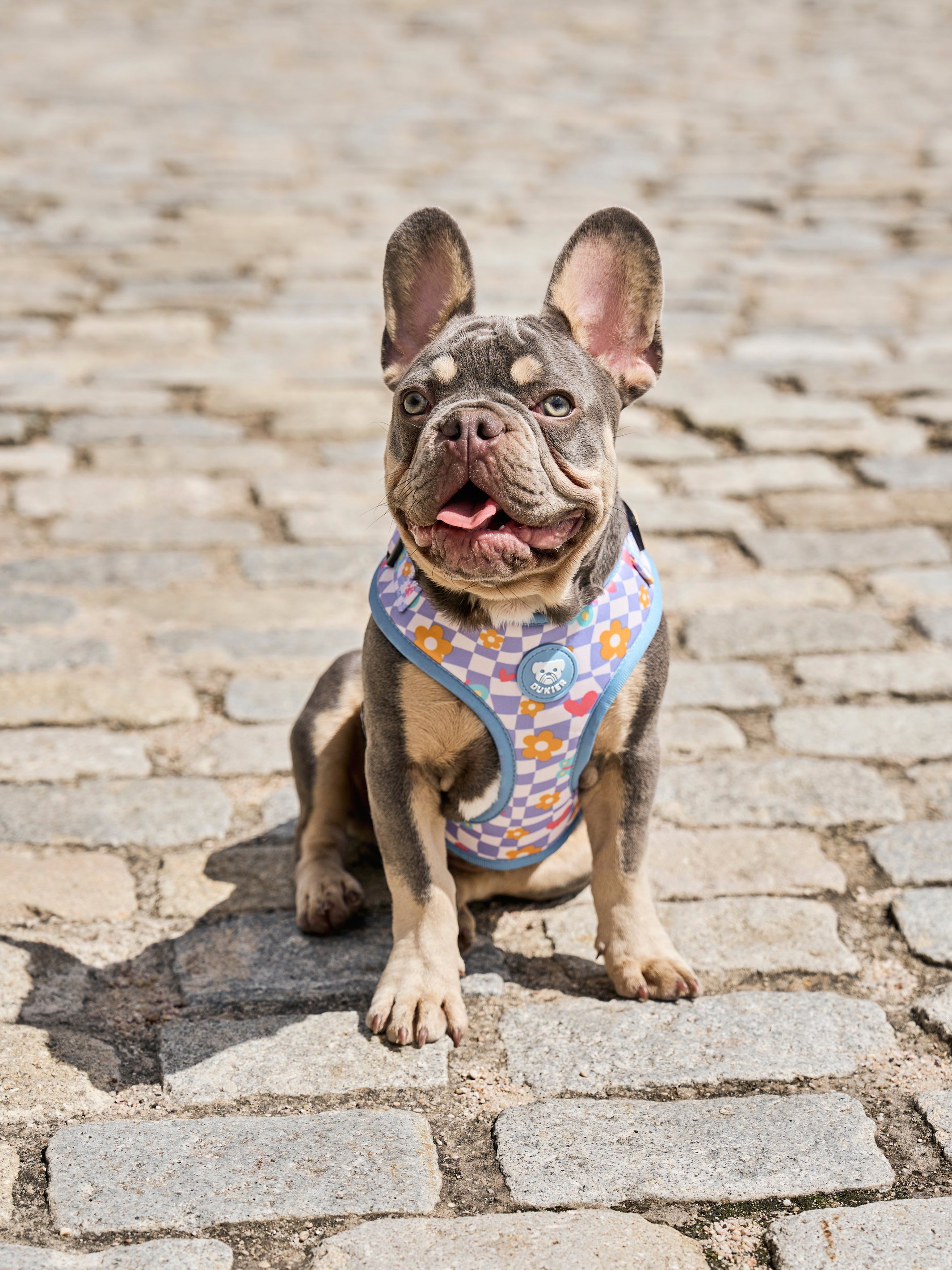 CHESS BOARD ADJUSTABLE DOG HARNESS