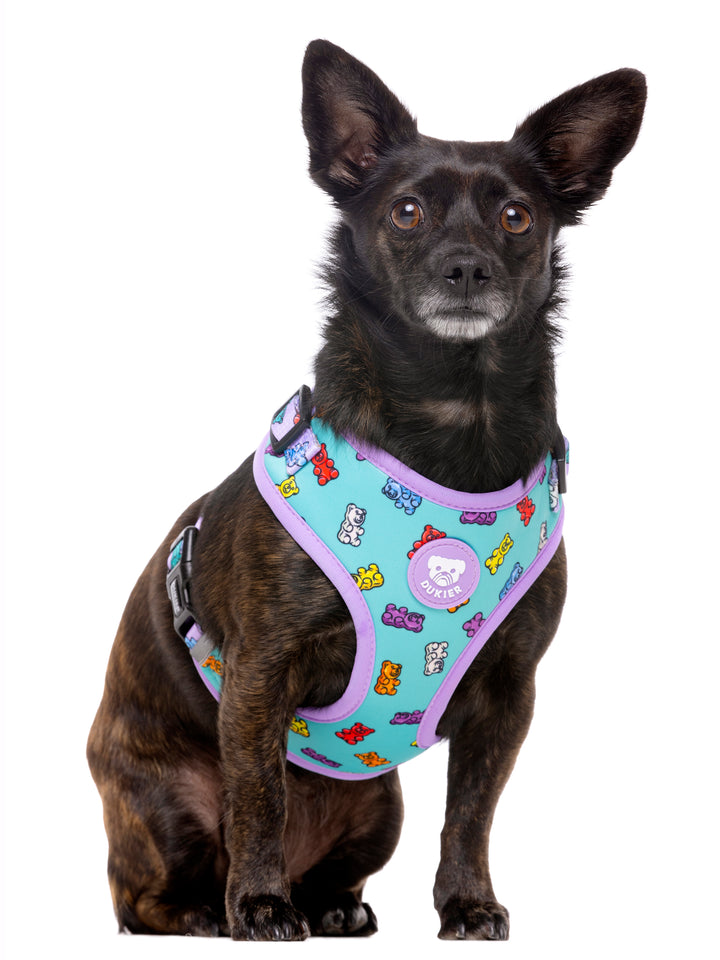 GUMMY BEARS ADJUSTABLE DOG HARNESS