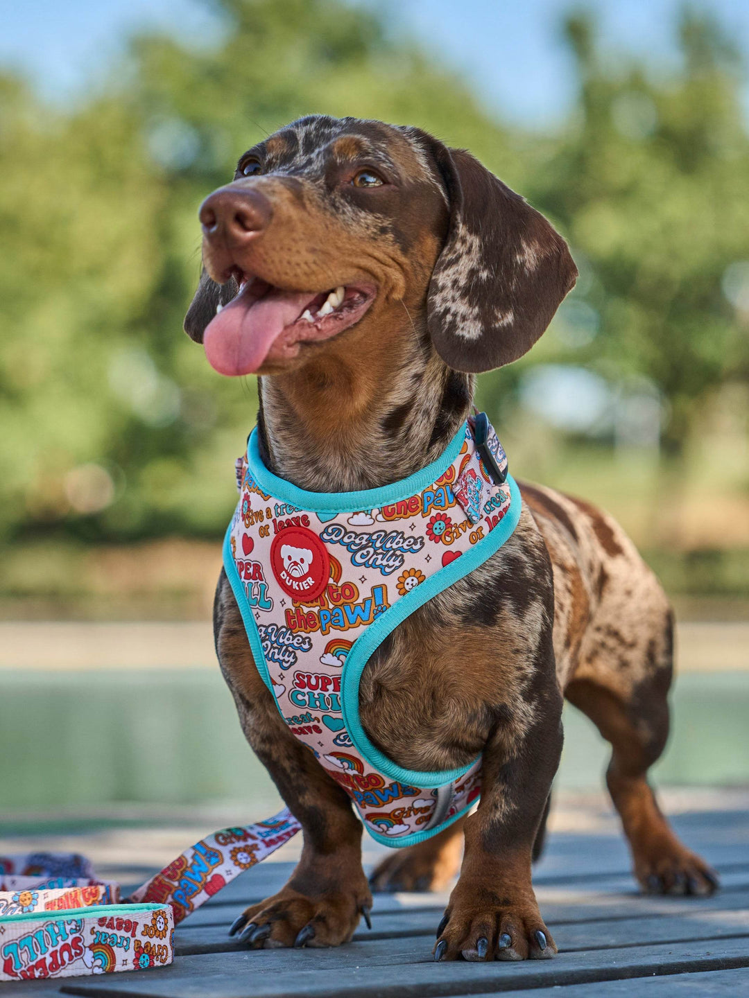 DUKIER ADJUSTABLE DOG HARNESS STICKERS – Dukier