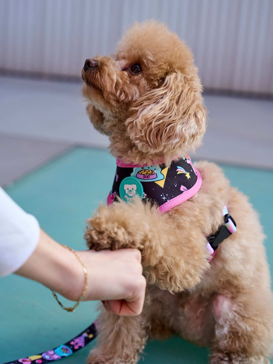 ARNÉS REVERSIBLE PARA PERRO PINK GALAXY