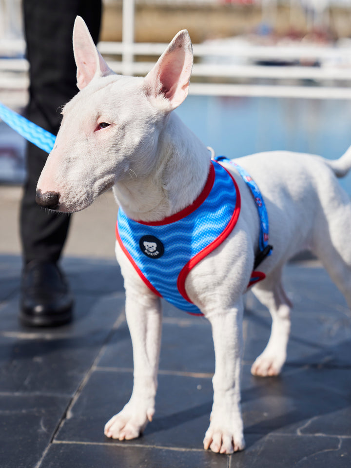 PETTORINA REVERSIBILE PER CANE NAVY