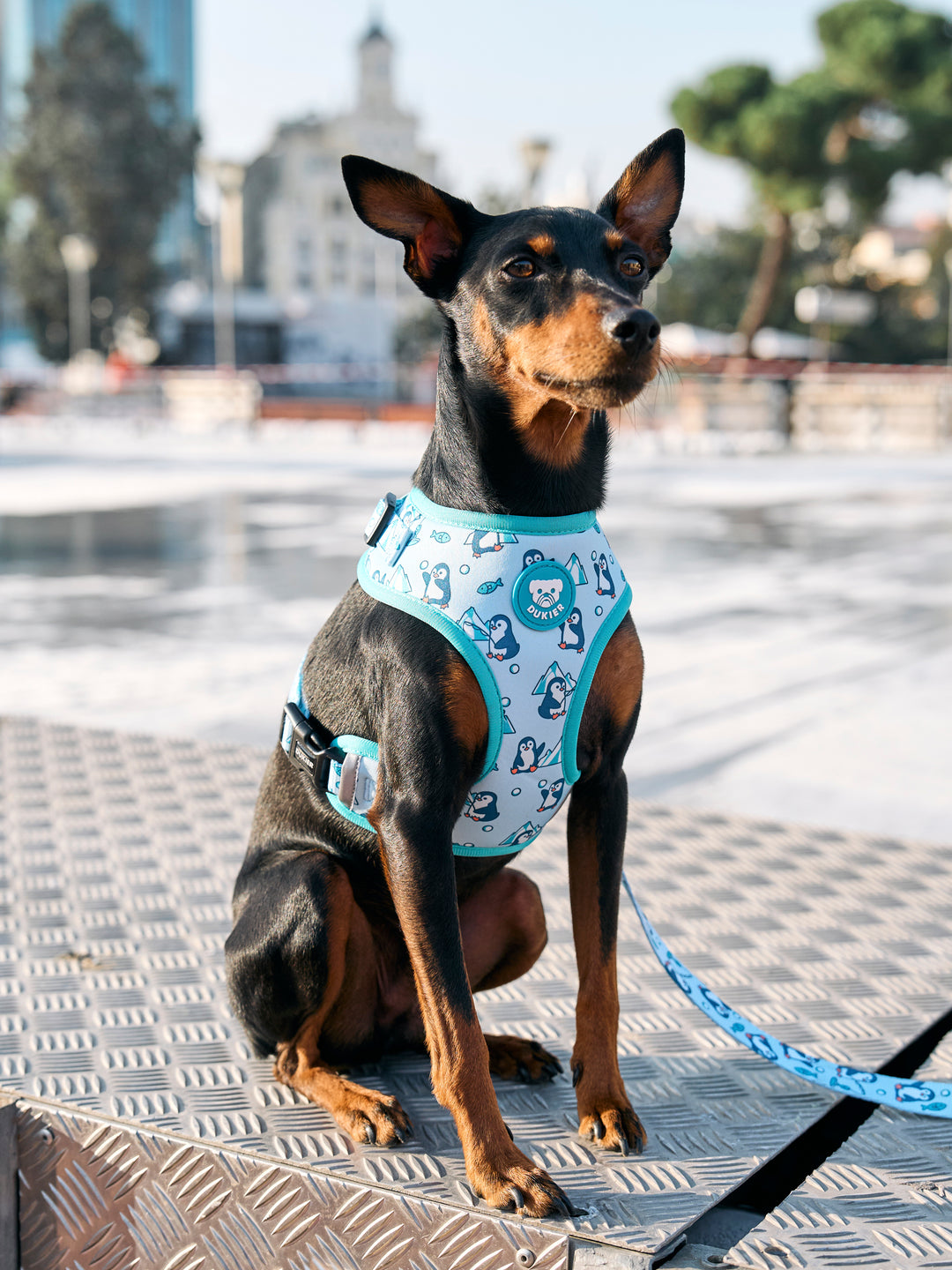 PENGUINS ADJUSTABLES DOG HARNESS