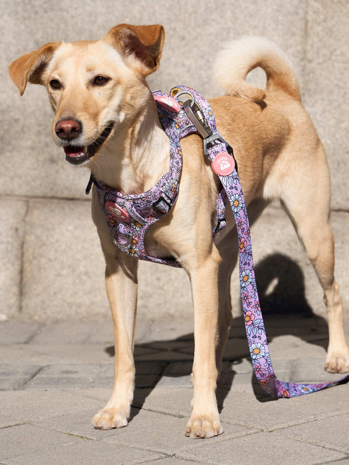 ARNES TRAIL PARA PERRO FLOWER POWER